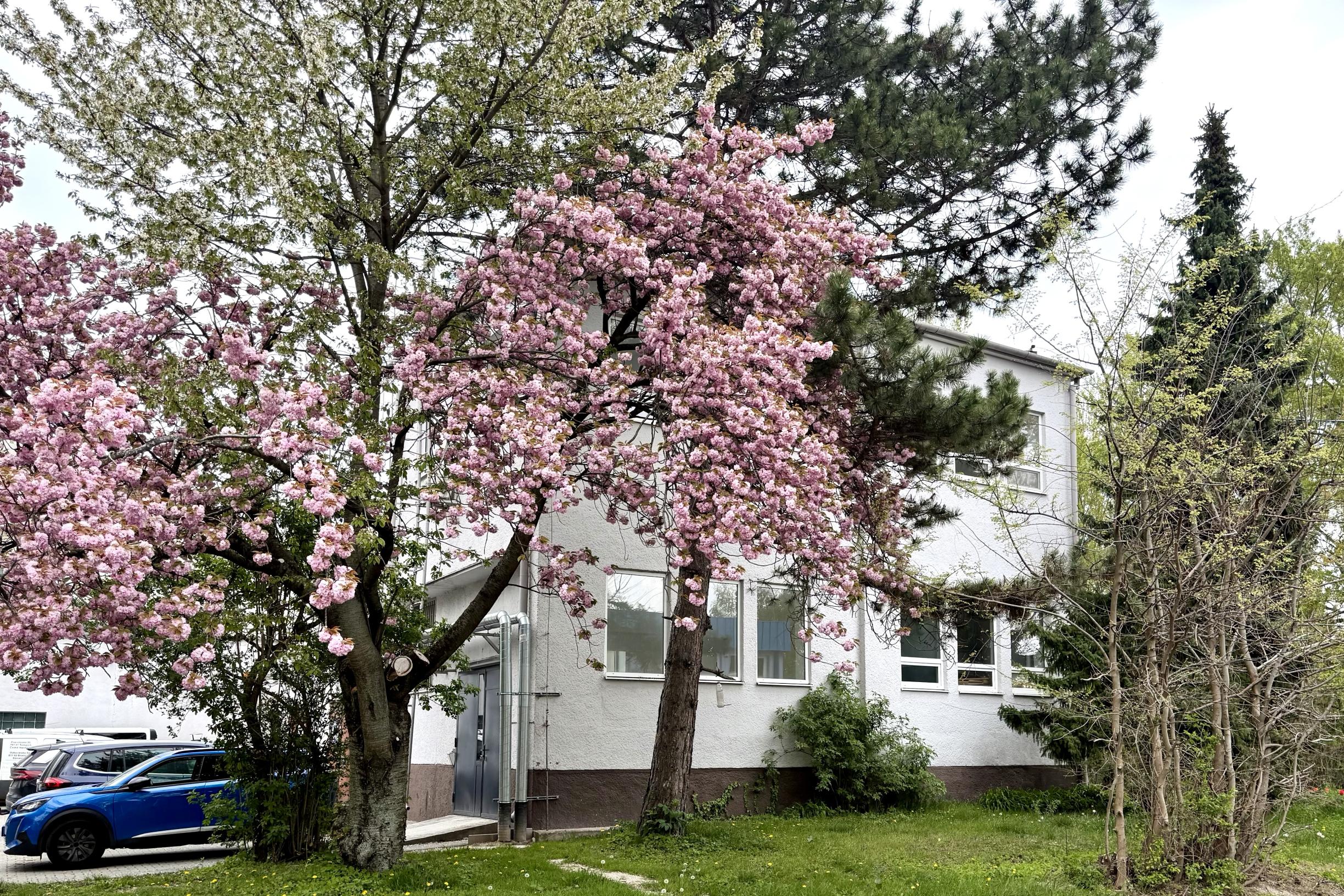 Prenájom samostatného administratívno-skladového objektu so skladom, Odborárska ul., BA III., 166 m2